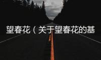 望春花（關于望春花的基本情況說明介紹）