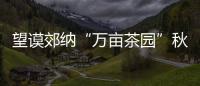 望謨郊納“萬(wàn)畝茶園”秋季種植工程正式啟動(dòng)