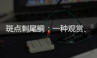 斑點(diǎn)刺尾鯛：一種觀賞、食用兼具的魚(yú)（全身斑點(diǎn)會(huì)偽裝）