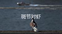 斑節(jié)對蝦
