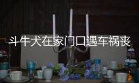 斗牛犬在家門口遇車禍喪生 賠償多少才合理？
