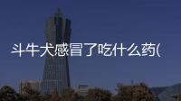 斗牛犬感冒了吃什么藥(斗牛犬拉稀吃什么藥)