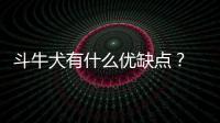 斗牛犬有什么優(yōu)缺點？ 斗牛犬介紹
