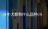 斗牛犬都有什么品種(斗牛犬什么樣的品種好)