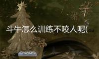 斗牛怎么訓練不咬人呢(斗牛怎么訓練大小便)
