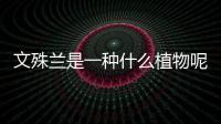 文殊蘭是一種什么植物呢 文殊蘭有什么作用呢