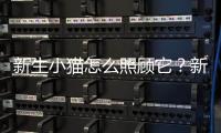 新生小貓怎么照顧它？新生小貓咪怎么照顧