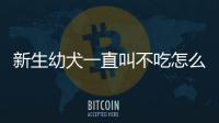 新生幼犬一直叫不吃怎么辦呢？剛出生幼犬一直叫不吃怎么辦
