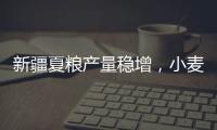 新疆夏糧產(chǎn)量穩(wěn)增，小麥單產(chǎn)“六連增”