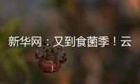 新華網：又到食菌季！云南郵政小哥揭秘松茸寄遞全過程