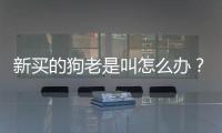 新買的狗老是叫怎么辦？一個月小狗老是叫怎么辦
