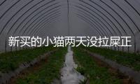 新買的小貓兩天沒拉屎正常嗎？剛買的小貓兩天不拉屎