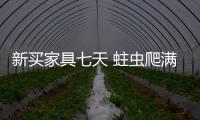 新買家具七天 蛀蟲爬滿一地