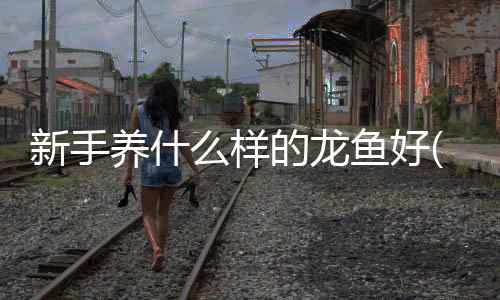 新手養(yǎng)什么樣的龍魚好(什么魚可以和龍魚一起養(yǎng)啊)