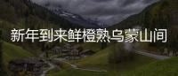 新年到來鮮橙熟烏蒙山間果香飄