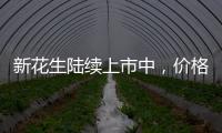 新花生陸續上市中，價格偏弱