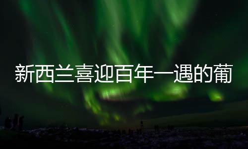 新西蘭喜迎百年一遇的葡萄大豐收