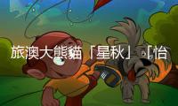 旅澳大熊貓「星秋」「怡蘭」將於21日在阿德萊德與公眾見面