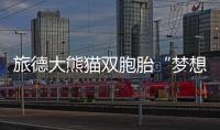 旅德大熊貓雙胞胎“夢想”和“夢圓”17日啟程回國