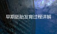 早期胚胎發育過程詳解