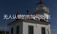 無人認領的狗如何處理(哈士奇不認生誰來跟誰走)