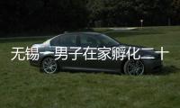 無錫一男子在家孵化二十多個甲魚蛋：結果竟曬成了甲魚干