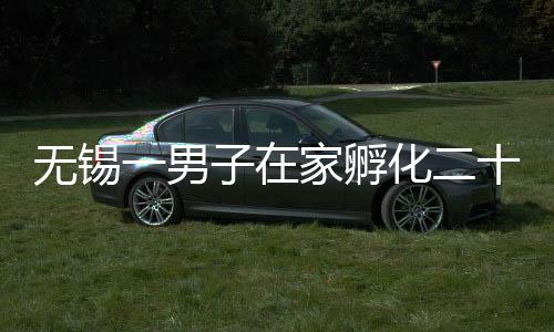 無錫一男子在家孵化二十多個甲魚蛋：結果竟曬成了甲魚干