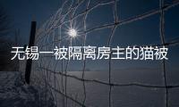 無錫一被隔離房主的貓被社區(qū)處理，街道：群眾強烈要求