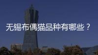 無錫布偶貓品種有哪些？無錫布偶貓品種大全