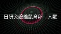 日研究讓雄鼠育卵　人類有望同性生殖
