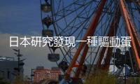 日本研究發現一種驅動蛋白調節血糖的機制