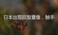 日本出現巨型章魚，觸手展開可超過3米