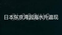 日本東京灣因海水升溫現(xiàn)“奇異景象”，魚類變化，漁民轉行