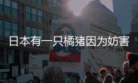 日本有一只橘豬因為妨害公務罪，慘遭逮捕，還被判刑，最后還成了網紅！