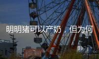 明明豬可以產奶，但為何沒多少人喝？背后哪些原因，勸你最好放棄
