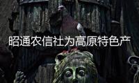 昭通農信社為高原特色產業發展加油助力