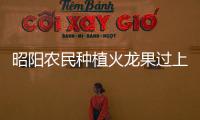 昭陽農民種植火龍果過上火紅日子