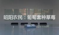 昭陽農民：葡萄套種草莓 彰顯科技種植新優勢