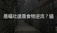 是嘔吐還是食物逆流？貓咪嘔吐的常見原因與處理方式