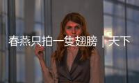 春燕只拍一隻翅膀｜天下雜誌