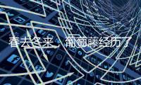 春去冬來，葡萄藤經歷了哪些變化？