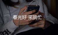 春光好 采摘忙