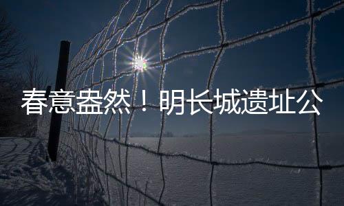 春意盎然！明長城遺址公園梅花山杏盛開