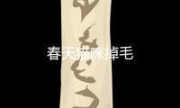 春天貓咪掉毛