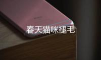 春天貓咪褪毛
