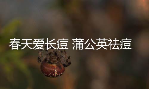 春天愛長痘 蒲公英祛痘效果怎么樣