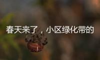 春天來了，小區(qū)綠化帶的野菜也到了“收獲”的季節(jié)？