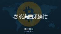 春茶滿園采摘忙