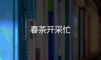 春茶開(kāi)采忙