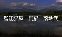 智能貓屋“街貓”落地武漢，科學(xué)助力流浪貓管理新思路